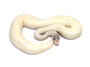 ball python, super mojave