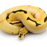 ball python, super orange dream yellow belly fire spider