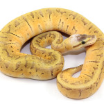 ball python, super pastel pinstripe