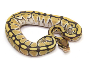 ball python, yellow ghost